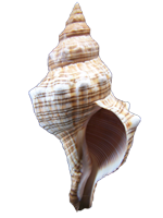 shell